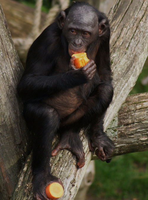 Bonobo Eating