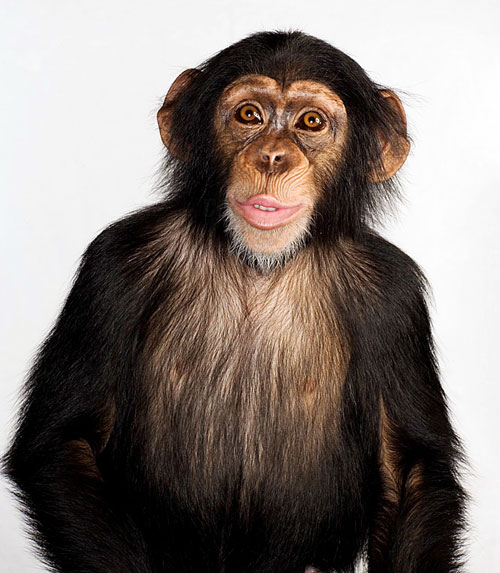 Chimpanzee