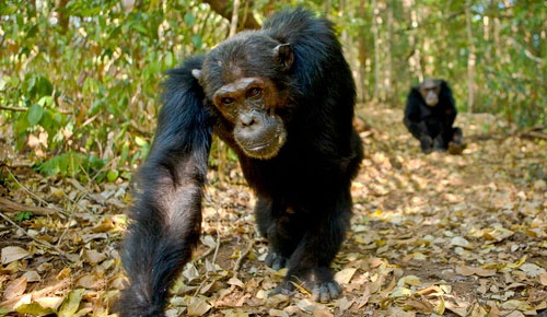 Chimpanzee