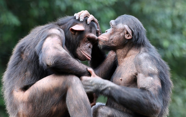 Chimpanzee Caring