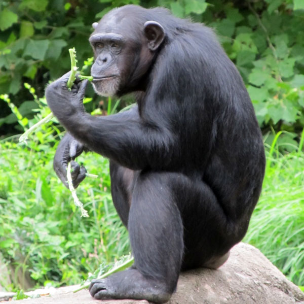 Chimpanzee Eating