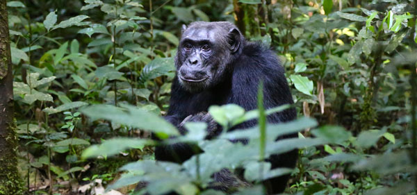 Chimpanzee in Forest