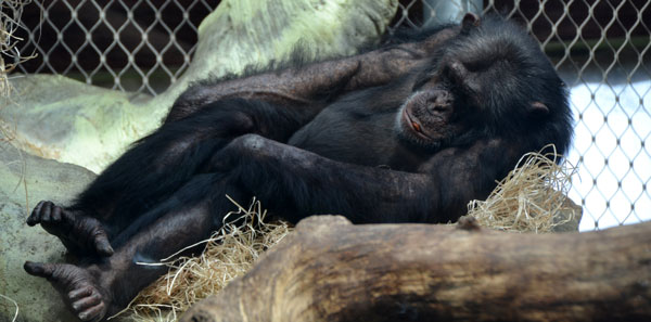 Chimpanzee nest
