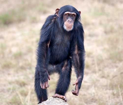 Chimpanzee walking